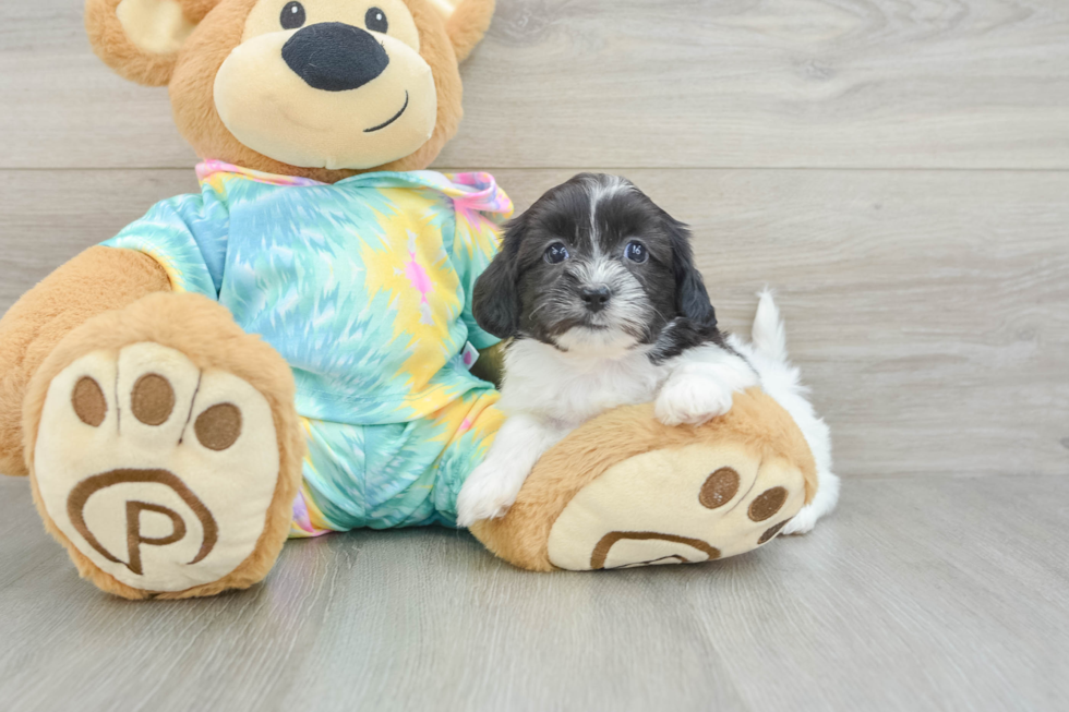 Energetic Shihpoo Poodle Mix Puppy