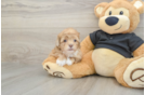 Best Shih Poo Baby
