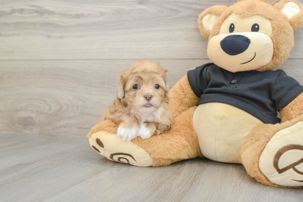 Best Shih Poo Baby