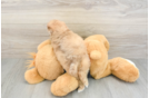 Cute Shih Poo Baby