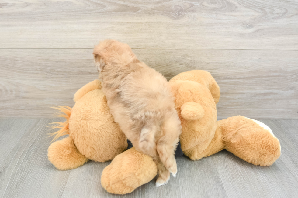 Cute Shih Poo Baby
