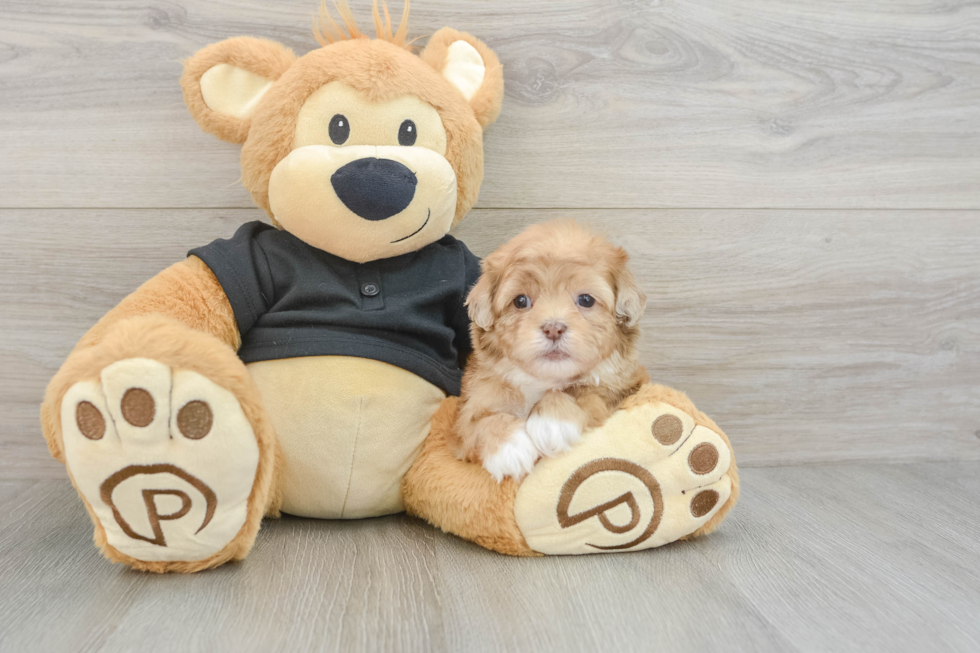 Best Shih Poo Baby