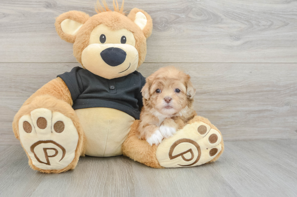 6 week old Shih Poo Puppy For Sale - Simply Southern Pups