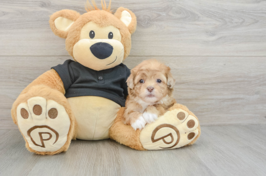 Best Shih Poo Baby