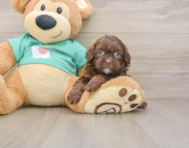 7 week old Shih Poo Puppy For Sale - Simply Southern Pups