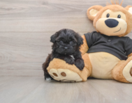 5 week old Shih Poo Puppy For Sale - Simply Southern Pups