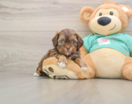 7 week old Shih Poo Puppy For Sale - Simply Southern Pups