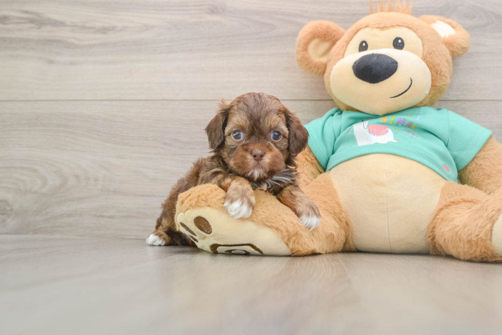 Shih Poo Puppy for Adoption