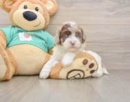 7 week old Shih Poo Puppy For Sale - Simply Southern Pups