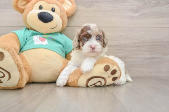 Shih Poo Pup Being Cute
