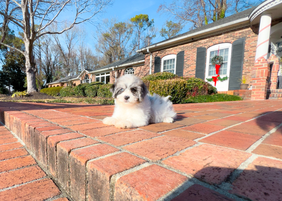 Cute Shih Poo Baby