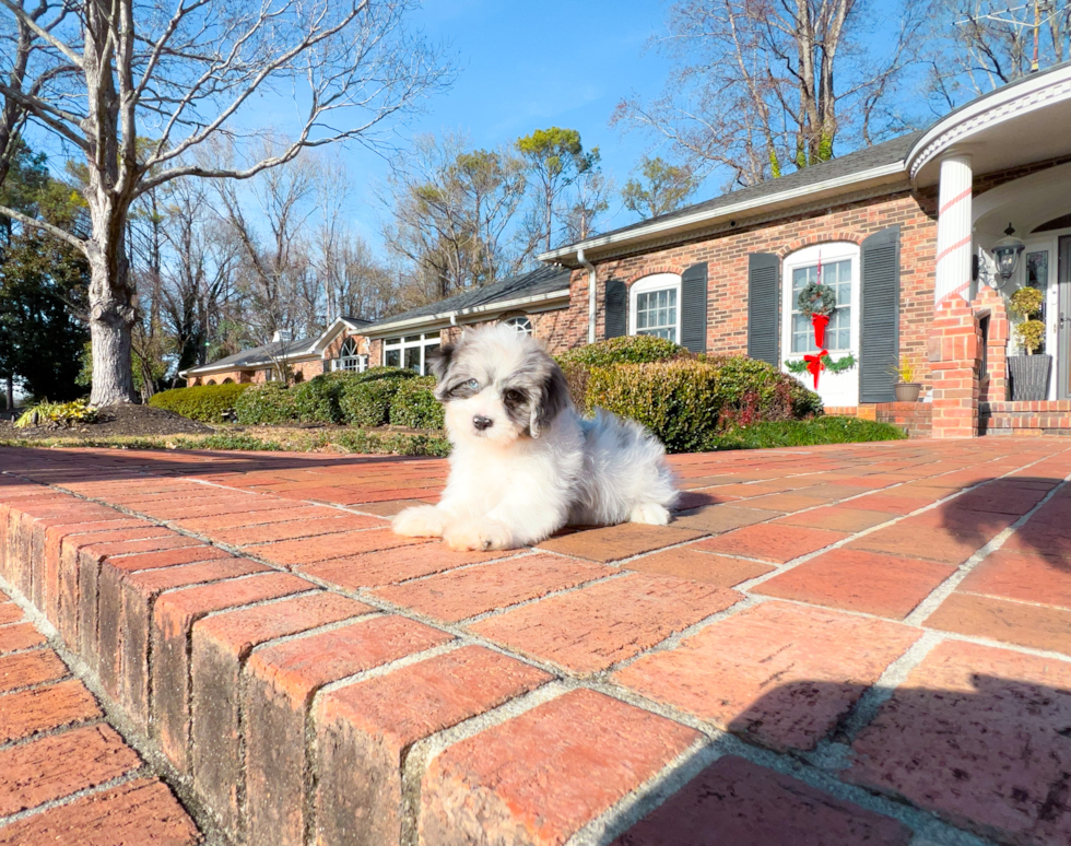 Cute Shih Poo Poodle Mix Pup