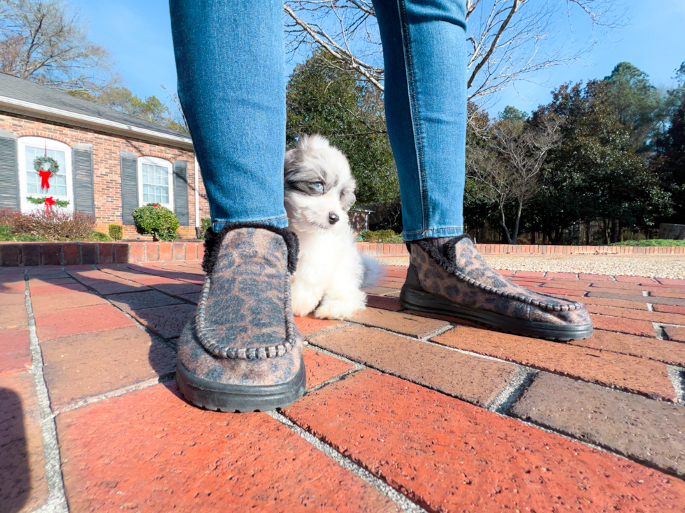 Cute Shih Poo Poodle Mix Puppy