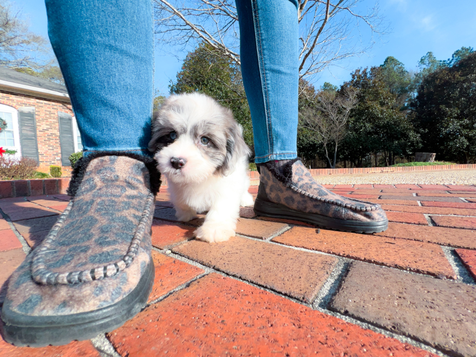 Shih Poo Pup Being Cute