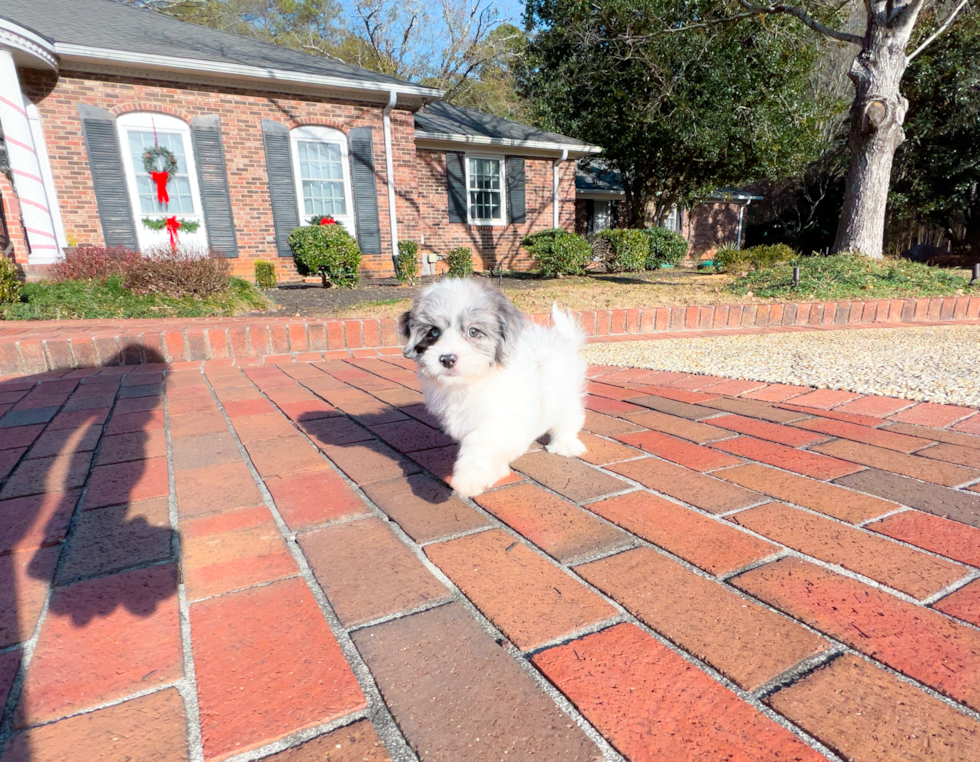 Cute Shih Poo Poodle Mix Pup
