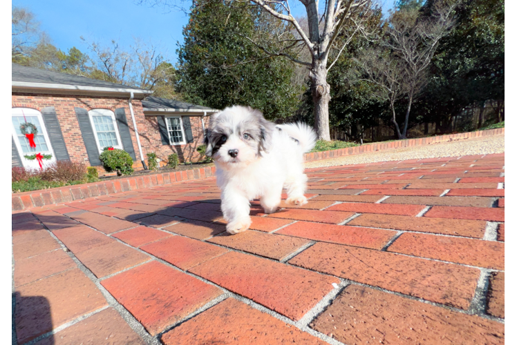 Cute Shih Poo Poodle Mix Pup