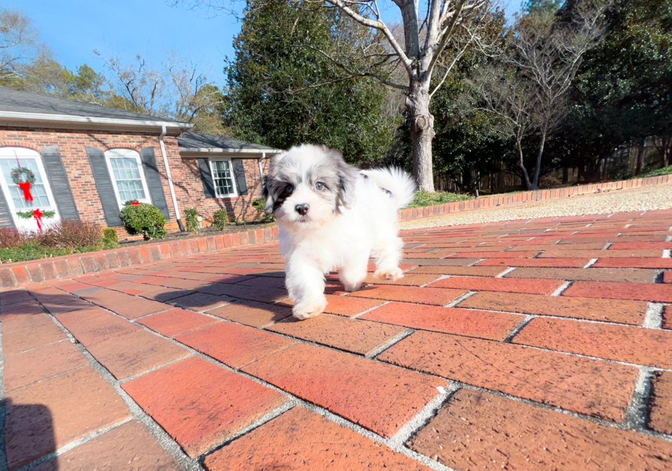Cute Shih Poo Poodle Mix Pup