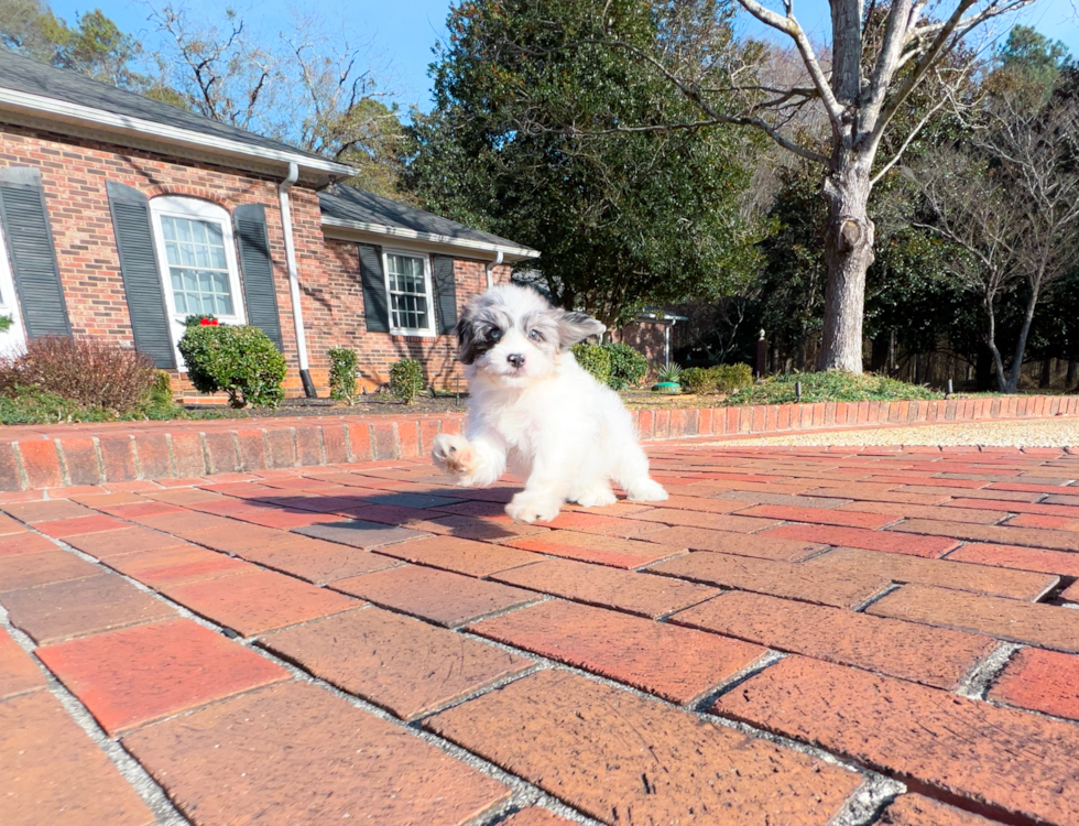 Cute Shih Poo Baby