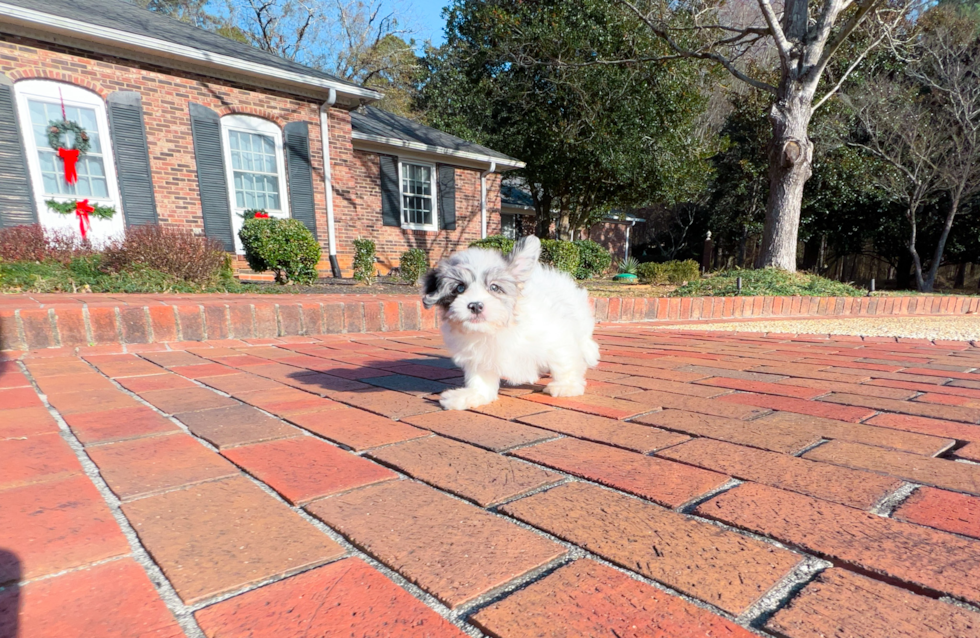 Best Shih Poo Baby