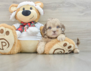 6 week old Shih Poo Puppy For Sale - Simply Southern Pups