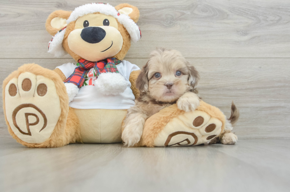 6 week old Shih Poo Puppy For Sale - Simply Southern Pups