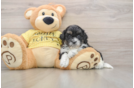 Sweet Shih Poo Baby