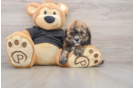 Smart Shih Poo Poodle Mix Pup