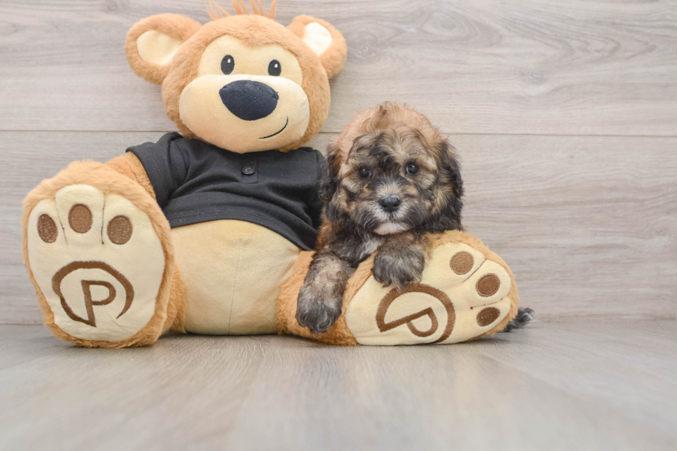 Smart Shih Poo Poodle Mix Pup