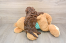Best Shih Poo Baby