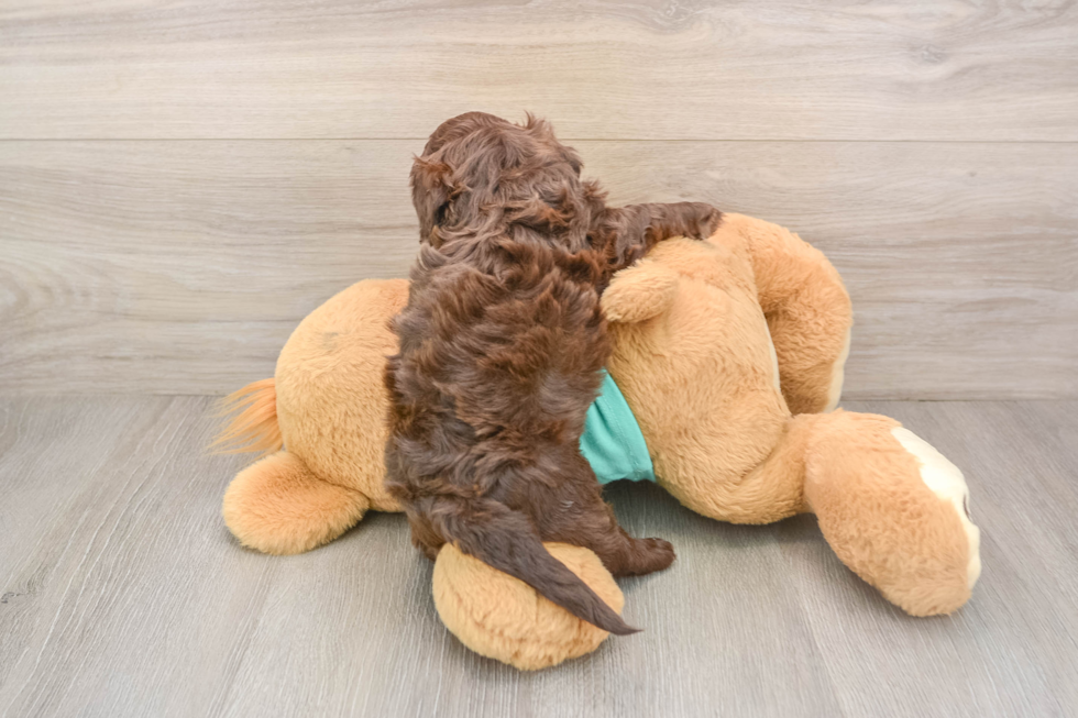 Best Shih Poo Baby