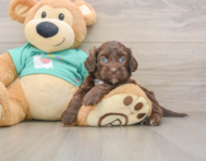 7 week old Shih Poo Puppy For Sale - Simply Southern Pups