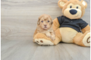 Best Shih Poo Baby