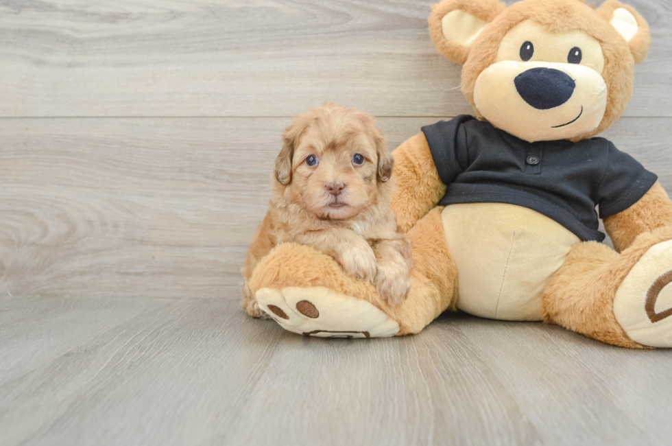 6 week old Shih Poo Puppy For Sale - Simply Southern Pups