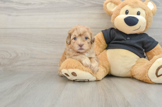 Best Shih Poo Baby