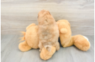 Cute Shih Poo Baby