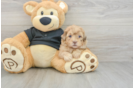 Little Shihpoo Poodle Mix Puppy