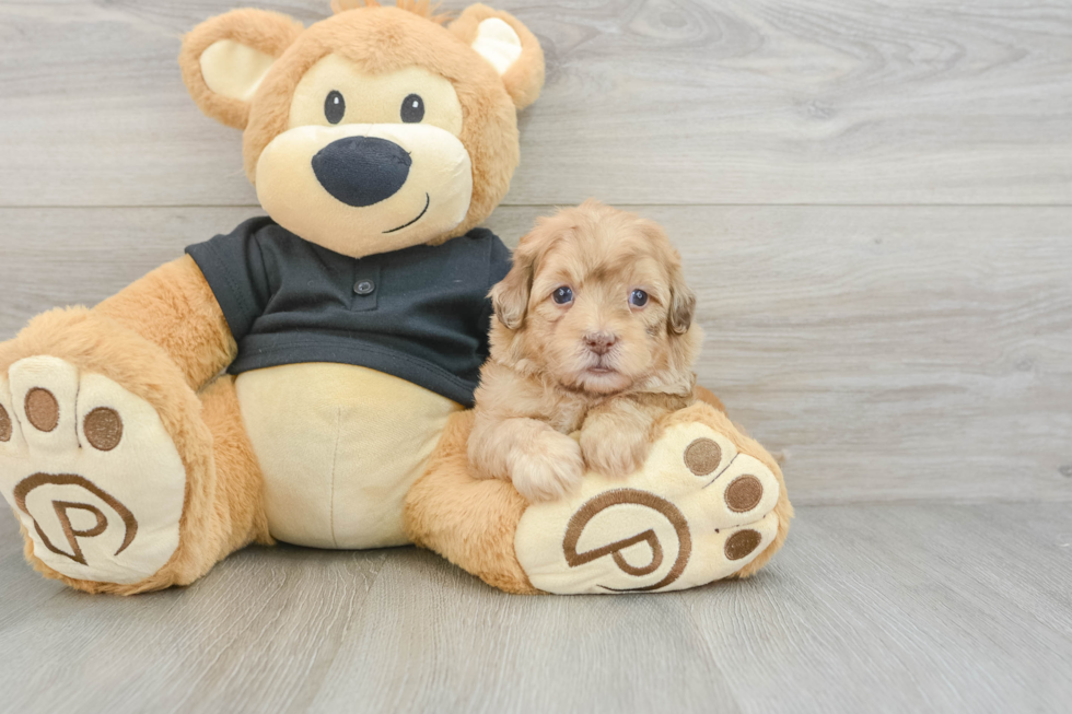 Little Shihpoo Poodle Mix Puppy