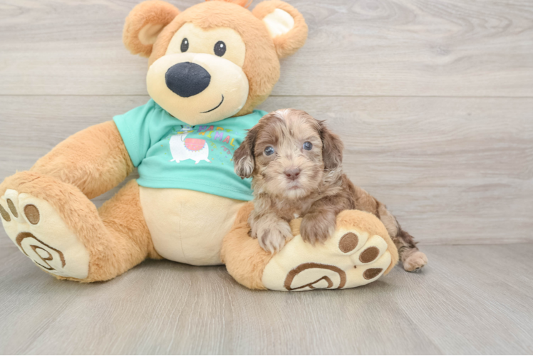 Shih Poo Puppy for Adoption