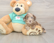 8 week old Shih Poo Puppy For Sale - Simply Southern Pups