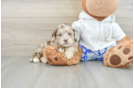 Cute Shih Poo Baby