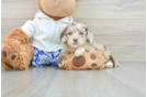 Shih Poo Puppy for Adoption