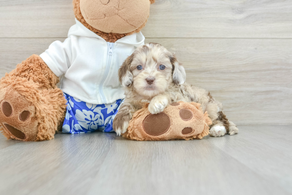 Shih Poo Puppy for Adoption