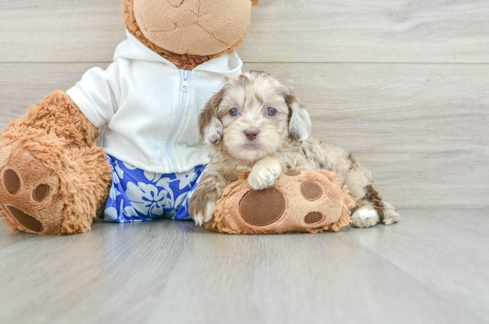 6 week old Shih Poo Puppy For Sale - Simply Southern Pups