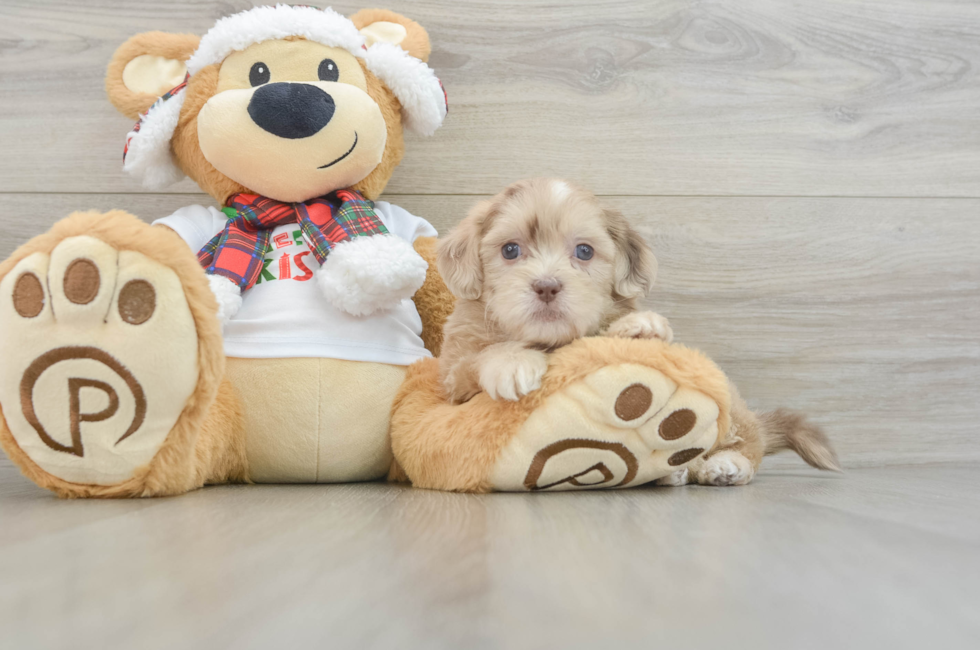 6 week old Shih Poo Puppy For Sale - Simply Southern Pups