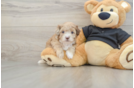 Sweet Shih Poo Baby