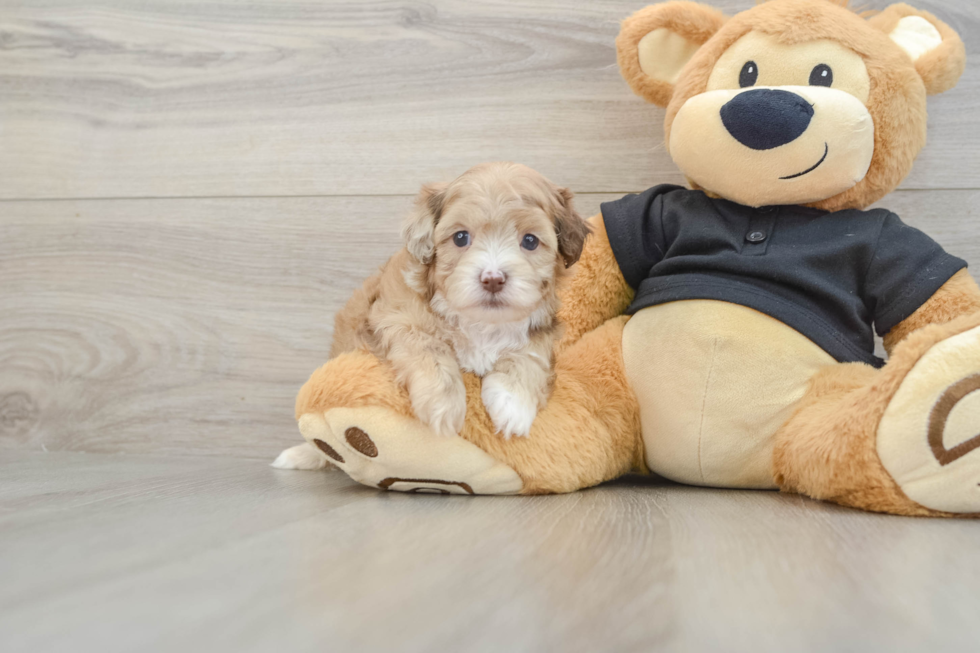 Sweet Shih Poo Baby