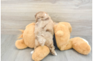 Little Shihpoo Poodle Mix Puppy