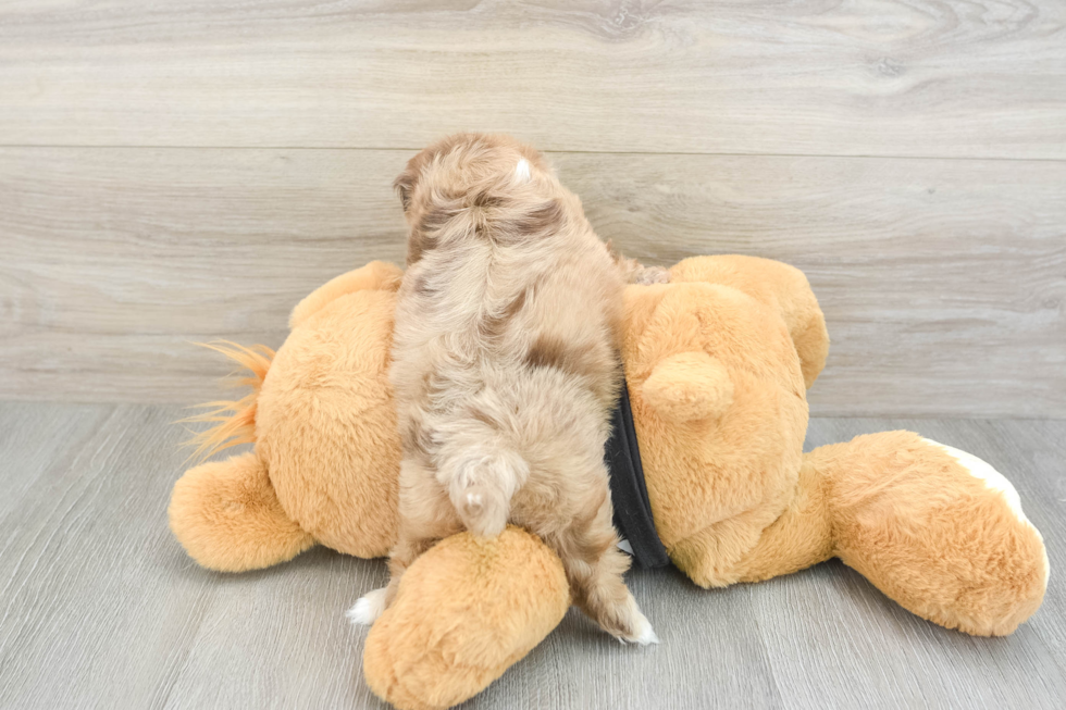 Little Shihpoo Poodle Mix Puppy