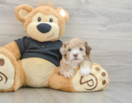 7 week old Shih Poo Puppy For Sale - Simply Southern Pups