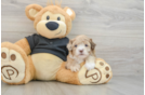 Funny Shih Poo Poodle Mix Pup